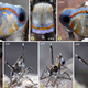 A male M. australis. In the last three images, the spider is dancing for a mate. Image: Jürgen Otto